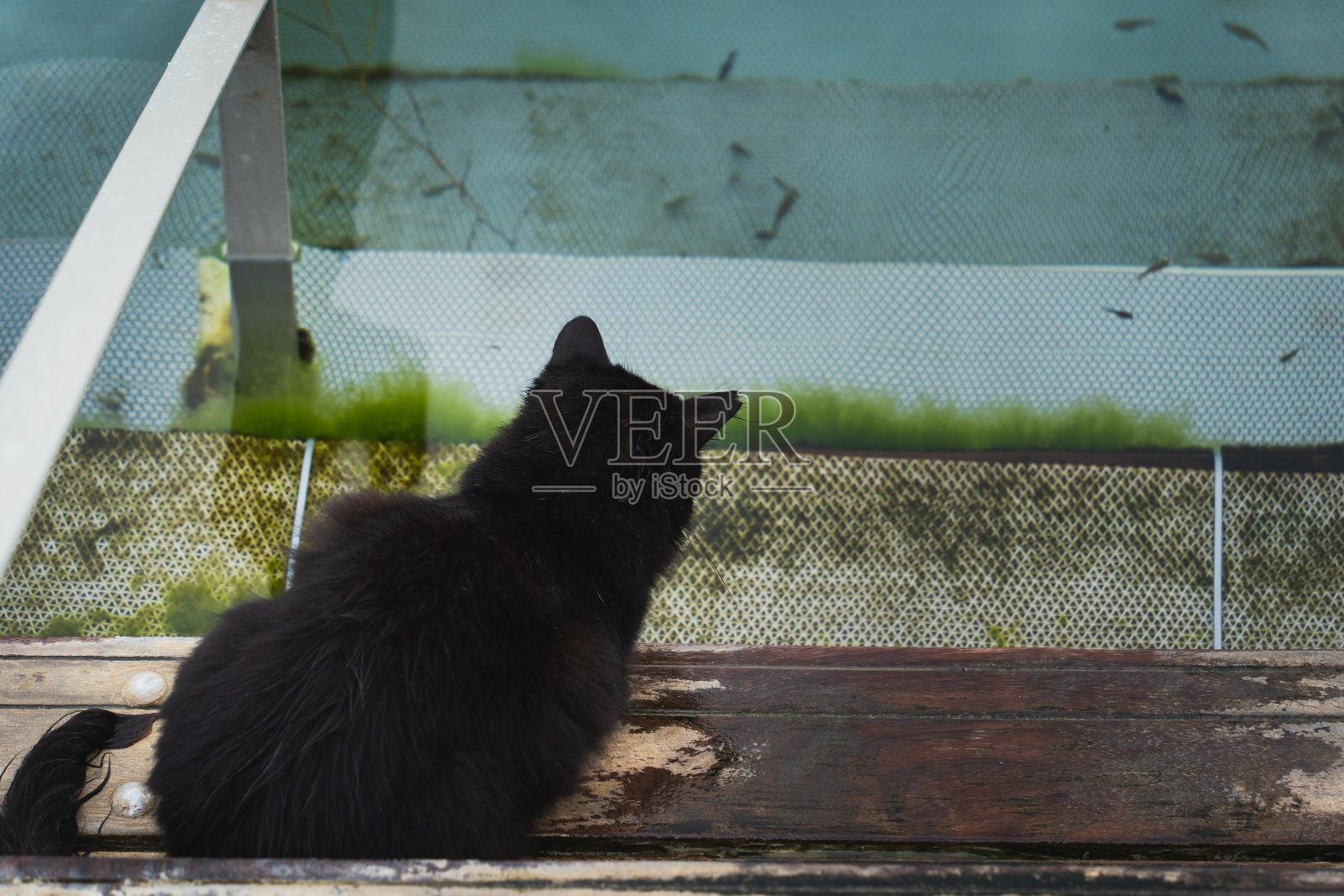 一只黑猫在武里亚梅尼湖看着鱼儿游泳。照片摄影图片