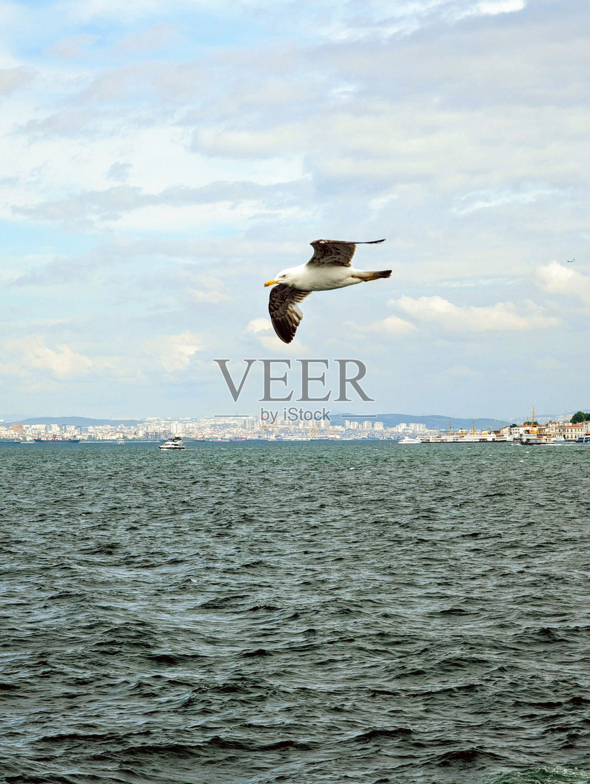 以伊斯坦布尔为背景,一只海鸥飞过海湾照片摄影图片