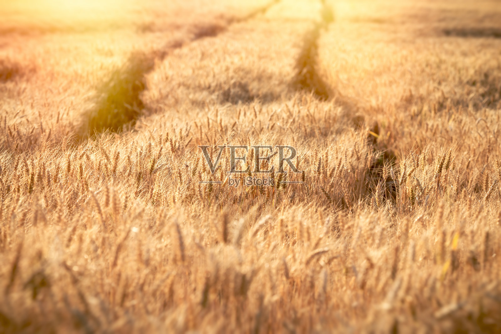 午后美丽的金色麦田,阳光下的乡村风光。麦田晚霞,大自然美丽的晚霞景观照片摄影图片