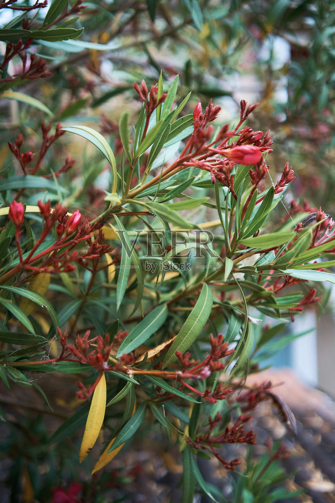 在伊斯坦布尔的街道上,一朵美丽的粉红色的花照片摄影图片