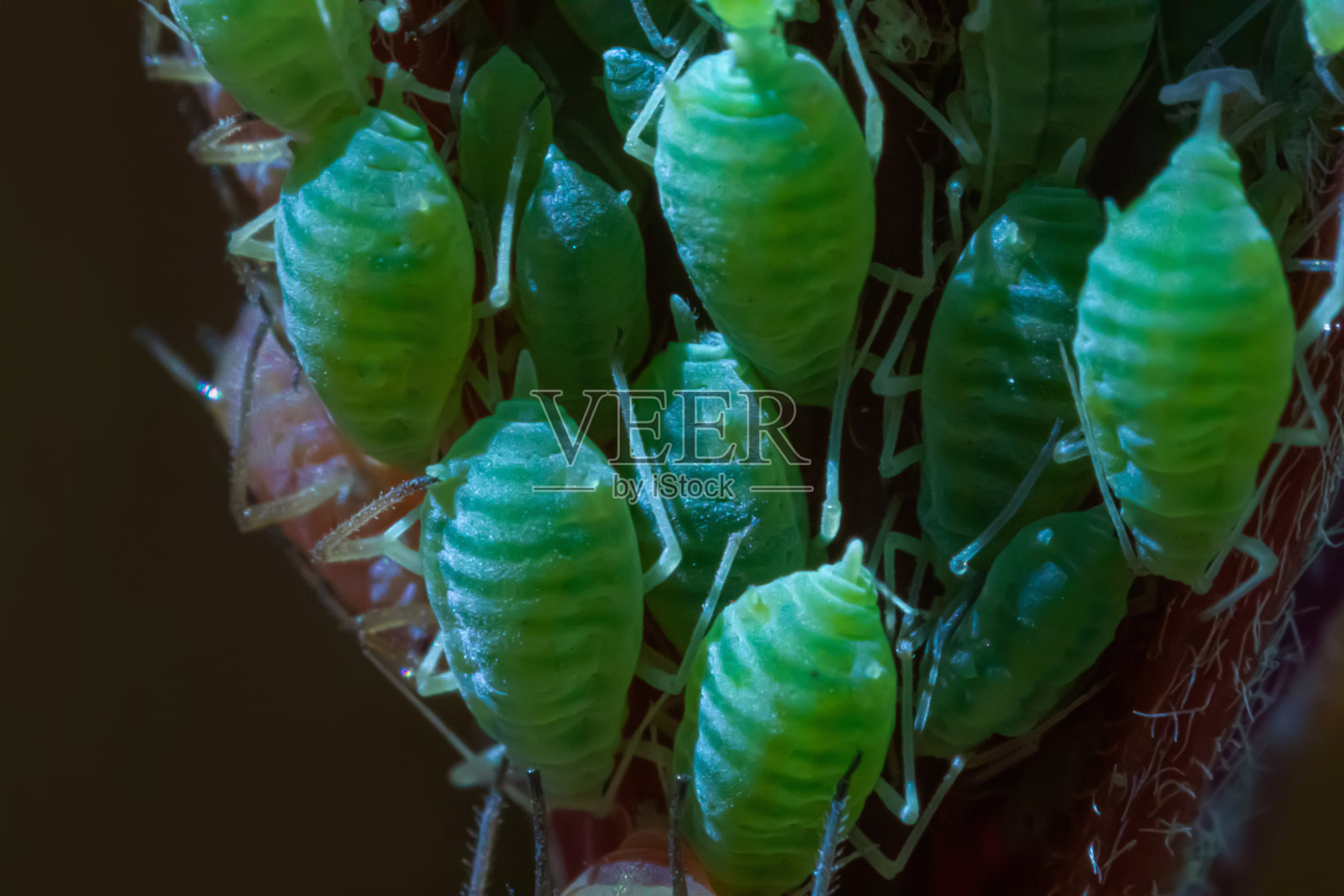 蚜虫的特写特写照片摄影图片