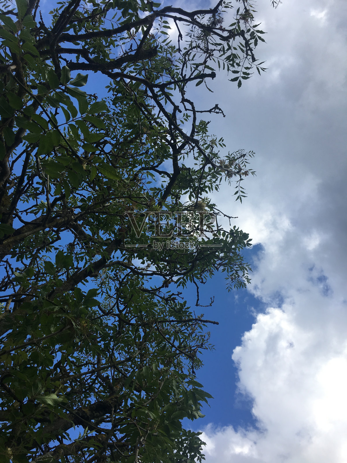 甘露灰枝,细枝和叶子照片摄影图片