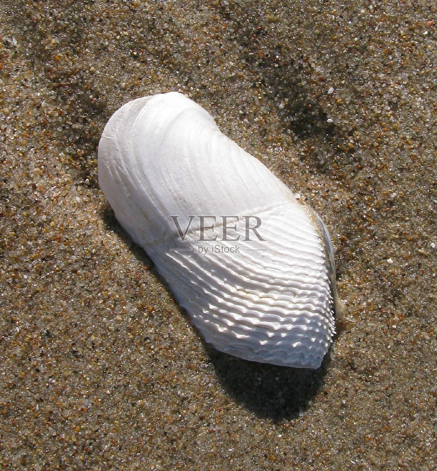 加州Piddock照片摄影图片