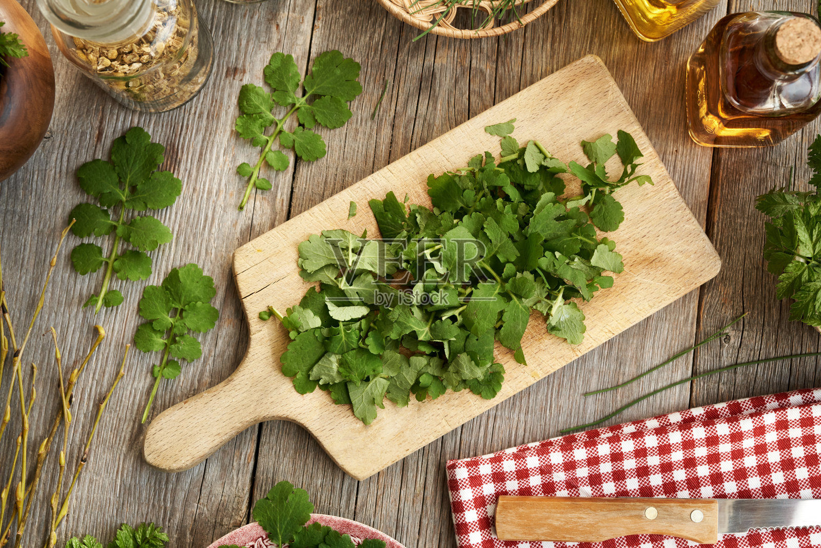 切下新鲜的木叶草或更大的白屈菜植物来制备肝脏的草药酊剂照片摄影图片