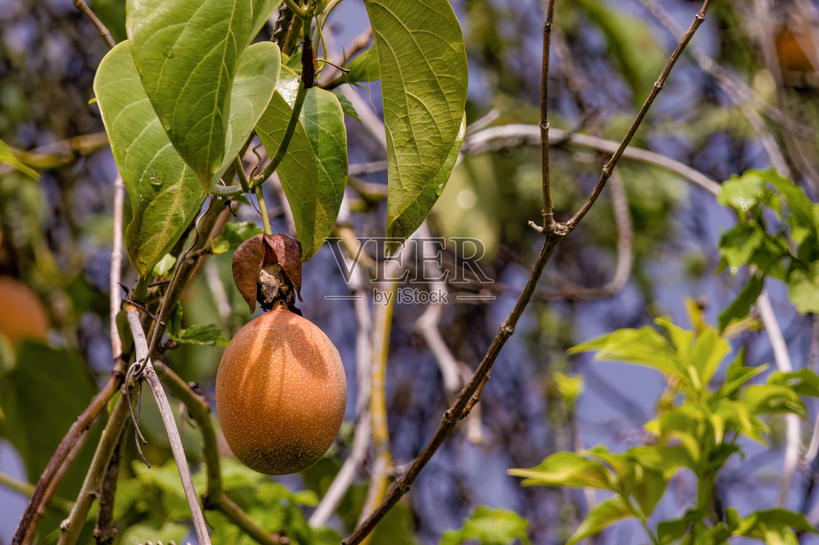 葡萄藤上还挂着一个快熟的甜格兰纳迪拉果照片摄影图片