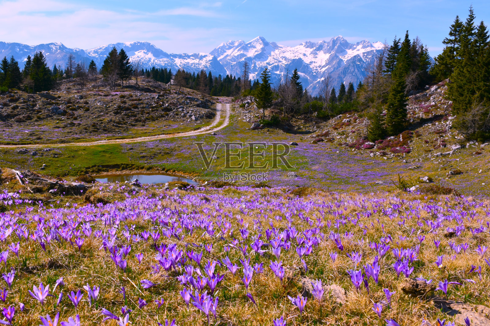 在斯洛文尼亚的春天,穿过Velika planina的春花覆盖的草地的道路与白雪覆盖的山脉照片摄影图片