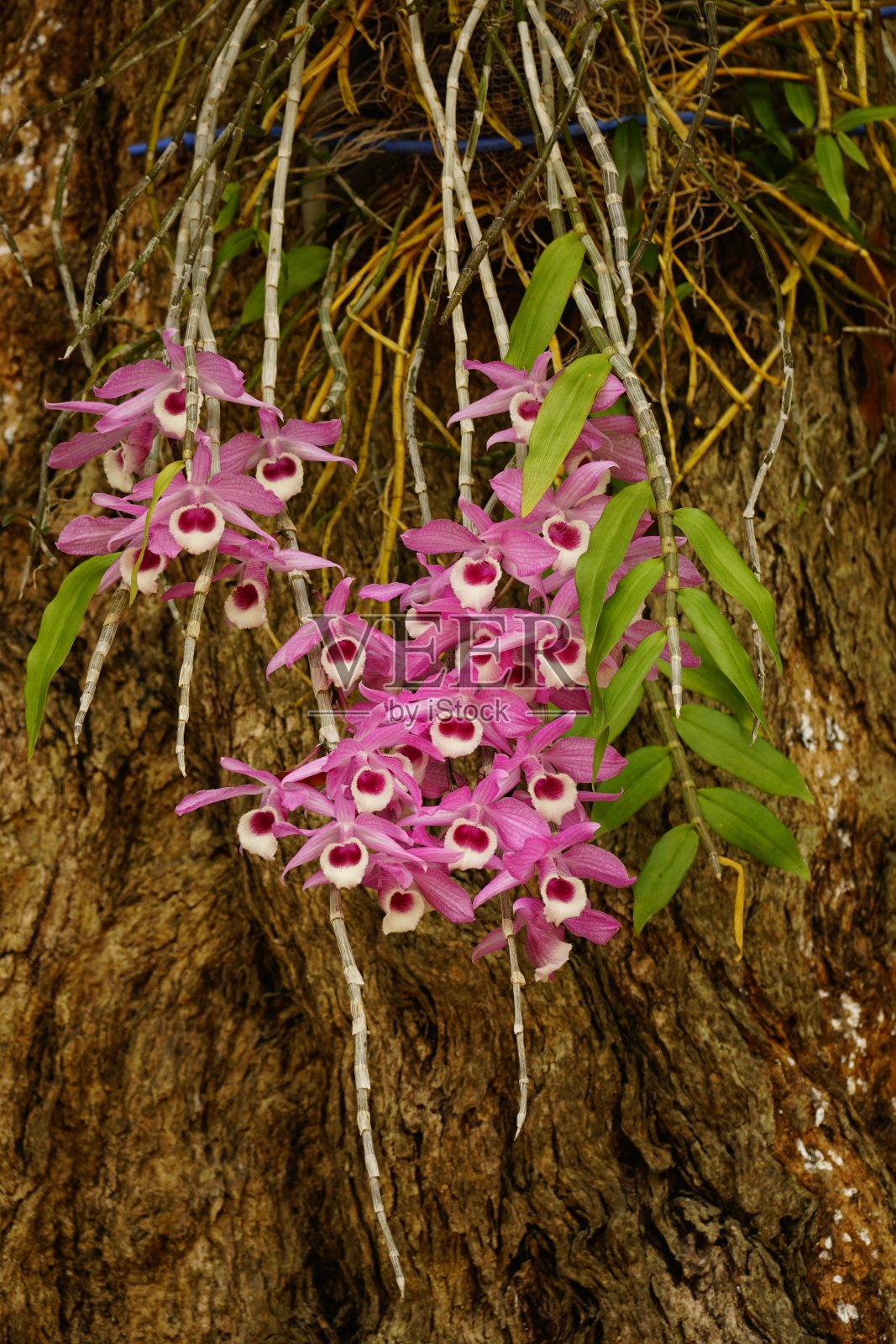 树上的石斛花特写照片摄影图片