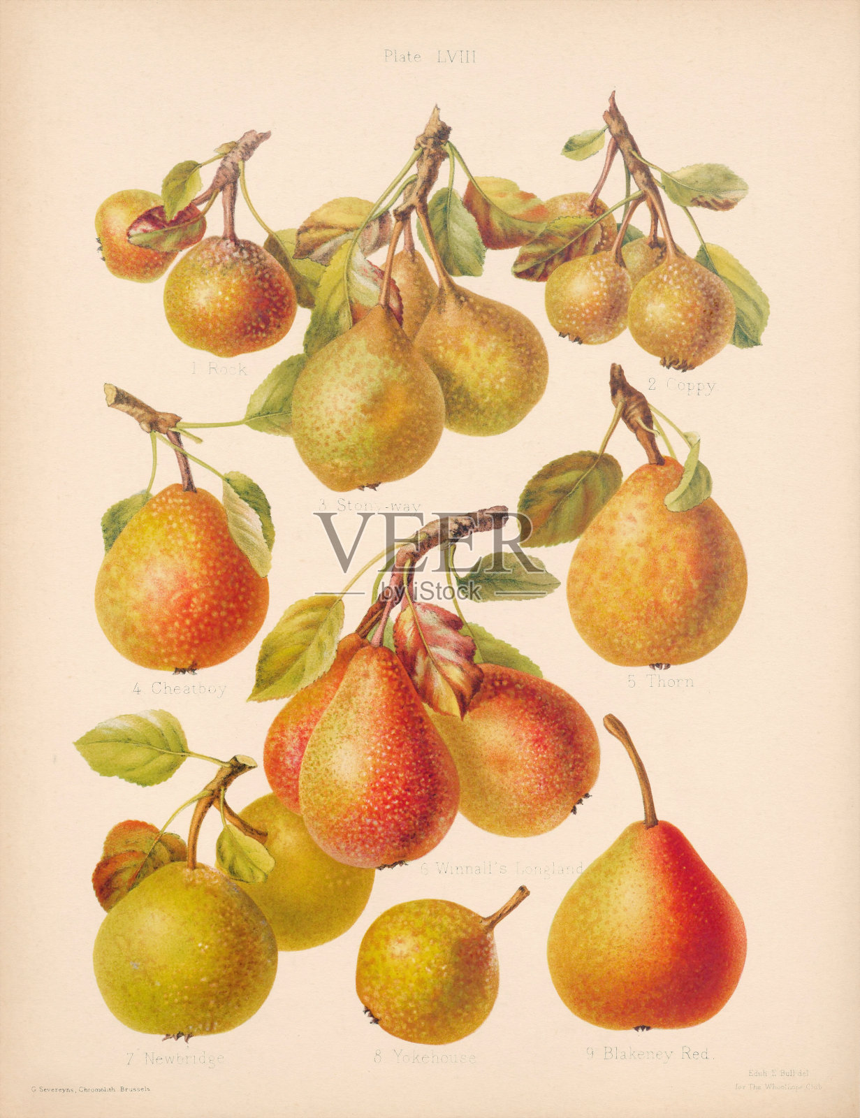 复古梨插图。赫里福德郡苹果和梨的植物艺术。大约在1880年插画图片素材