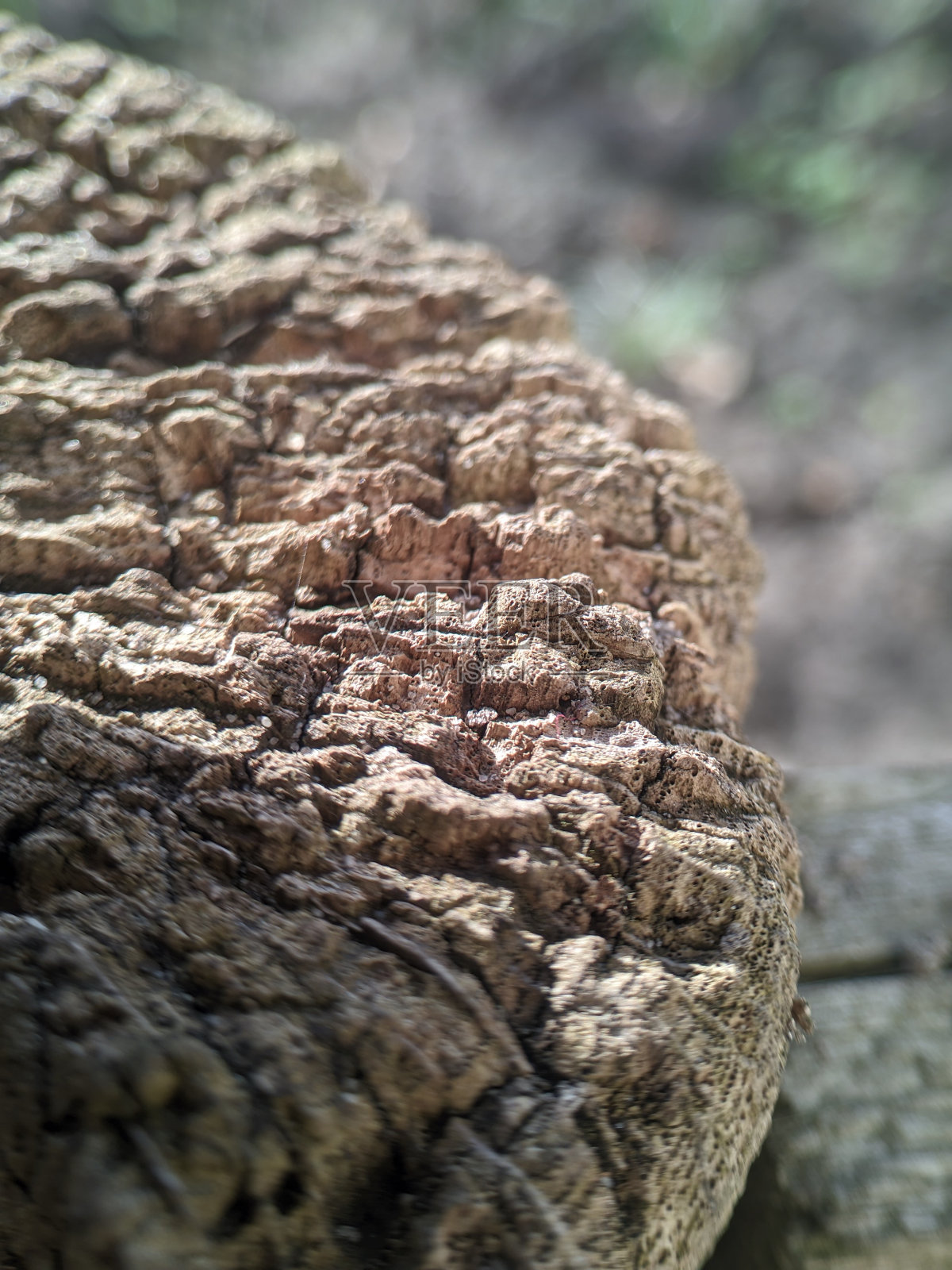 木照片摄影图片