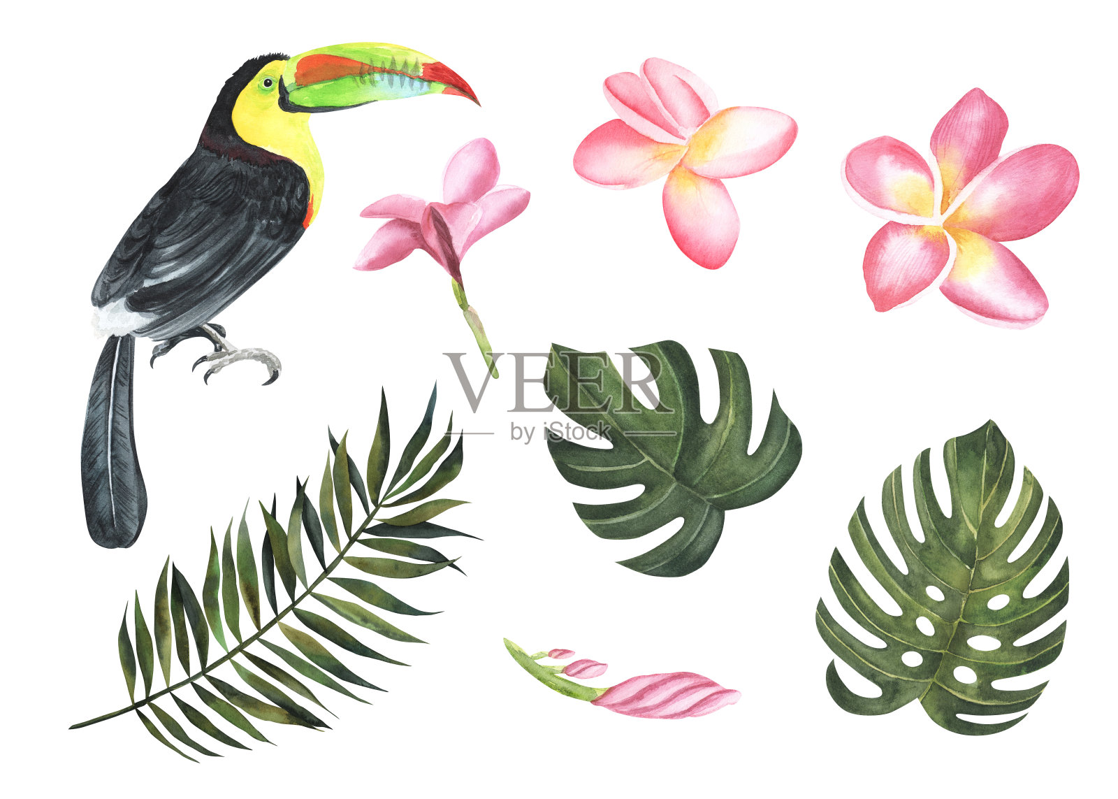 水彩热带树叶和巨嘴鸟集。手绘鸡蛋花,怪物,巨嘴鸟孤立在白色背景。自然植物插图设计,印刷。逼真的娇嫩植物插画图片素材