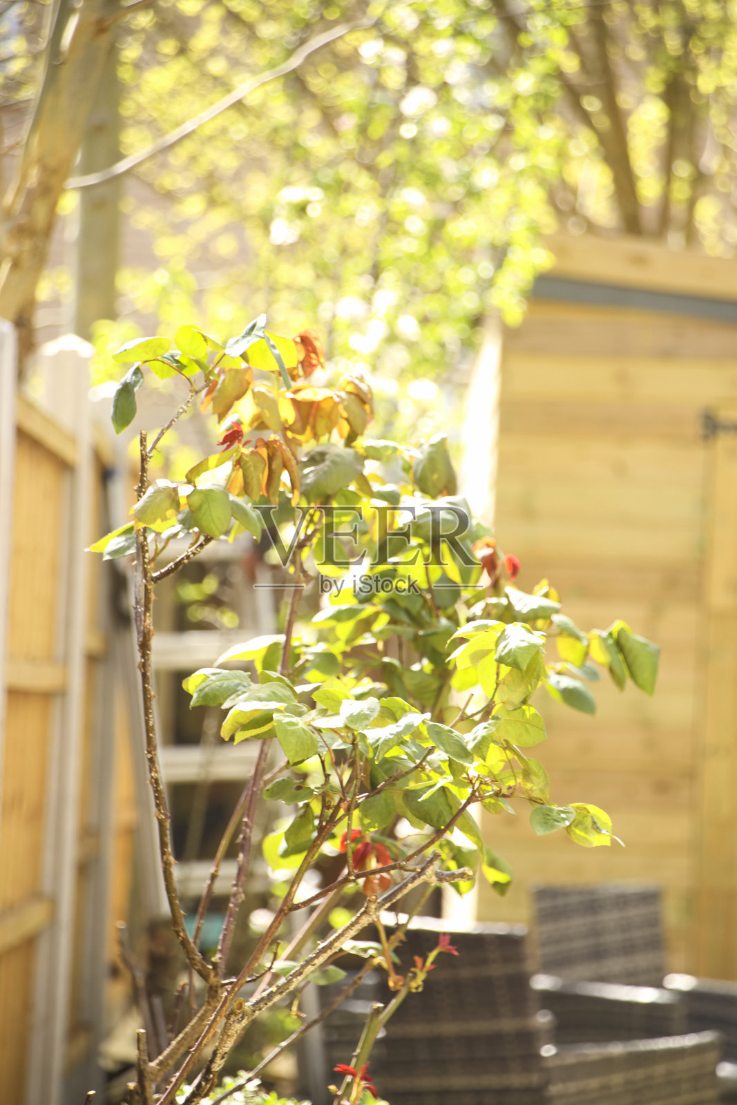 盛开的玫瑰丛照片摄影图片