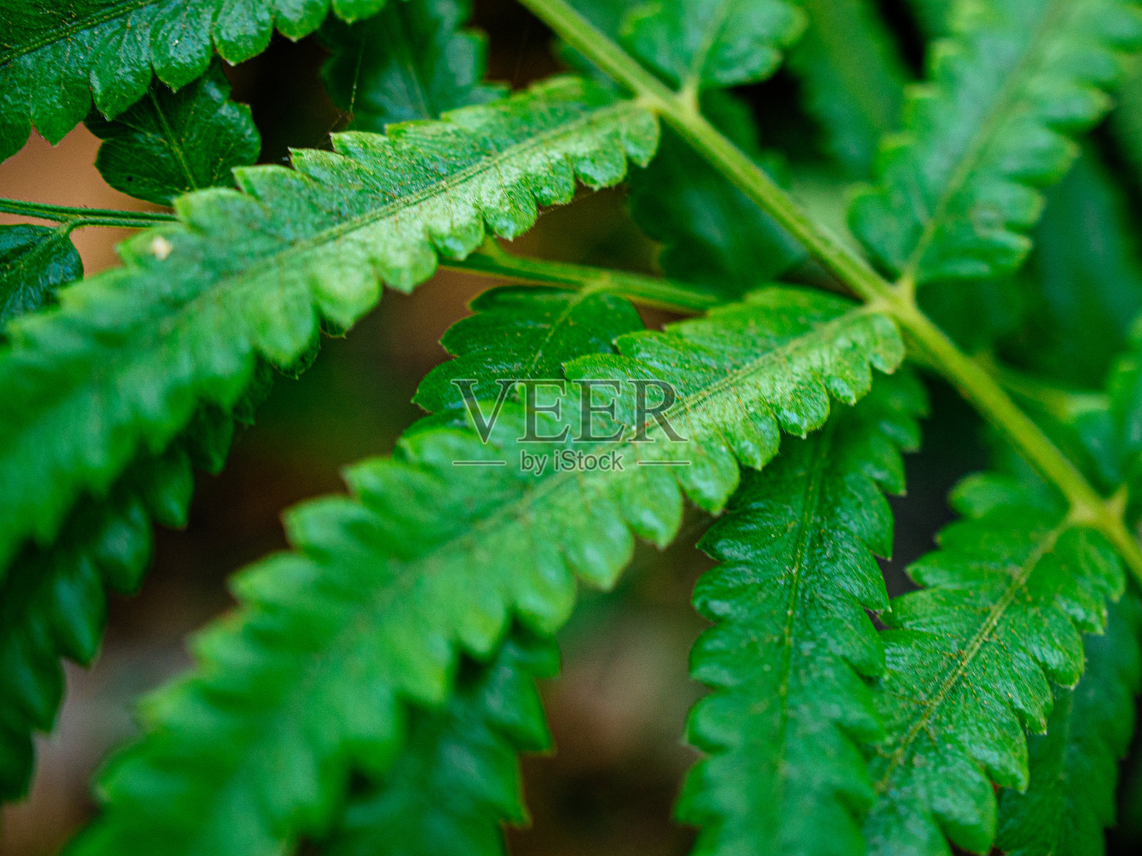 绿蕨叶照片摄影图片