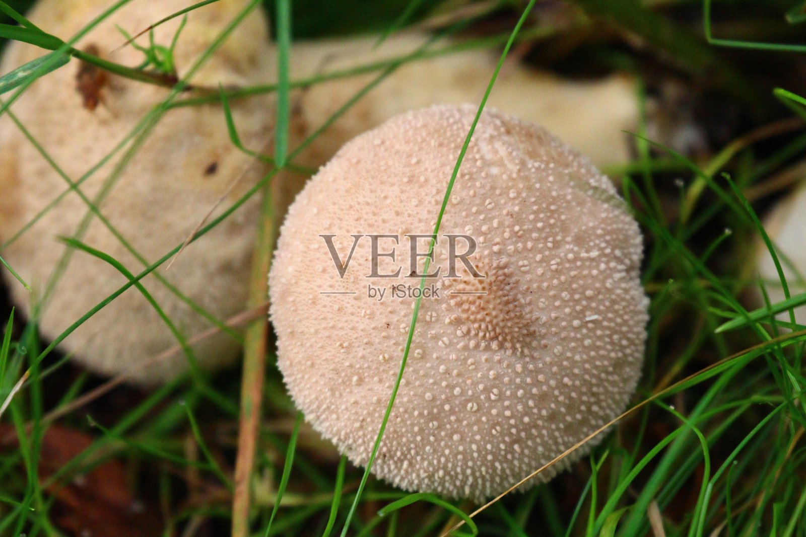 蘑菇照片摄影图片