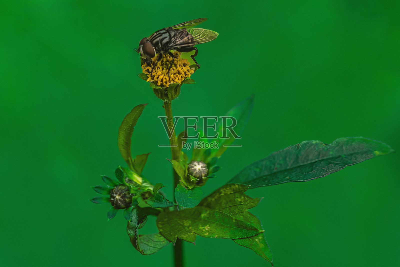 家蝇昆虫照片摄影图片