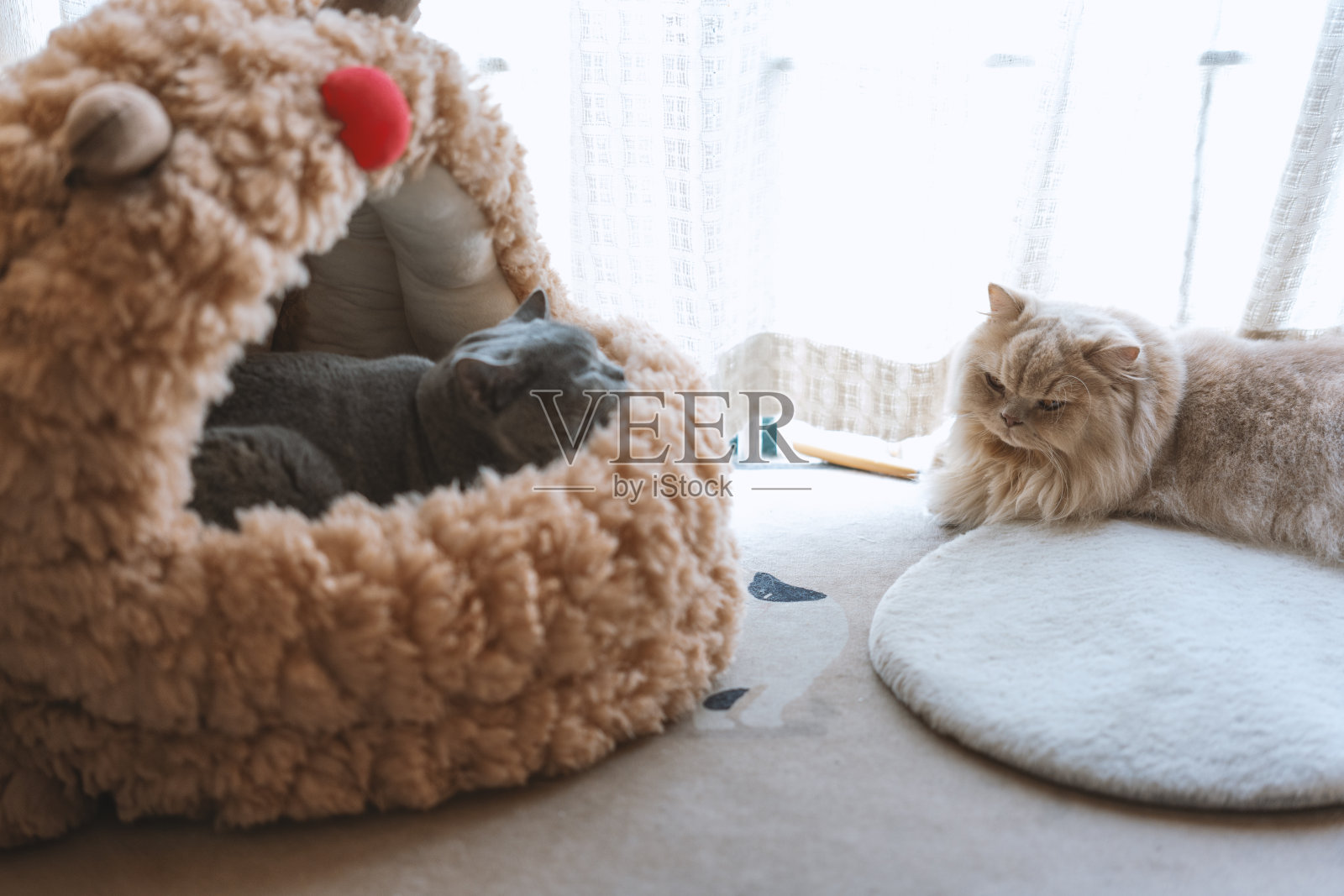 这只可爱的、胖乎乎的、蓝灰色的英国短毛猫时而坐在猫树顶上的猫床上,时而晒太阳,时而伸出爪子和主人击掌庆祝。他们握手的场景很温馨照片摄影图片