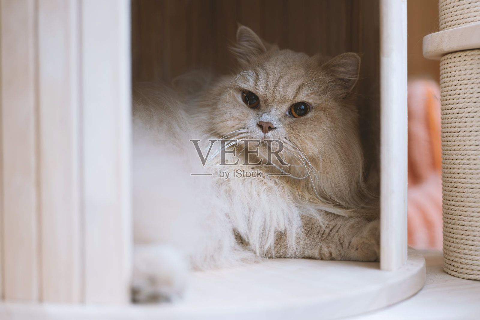 这只可爱、胖乎乎、乳白色的英国长毛猫偶尔躺在地板上,有时睡在床上,有时睡在猫树顶上的猫床上,睡觉的姿势滑稽而可爱。它熟睡的样子很可爱照片摄影图片