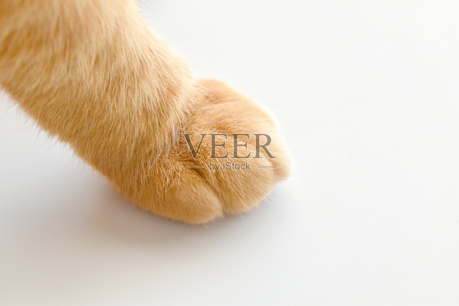 姜黄色的猫爪放在桌子上。照片摄影图片