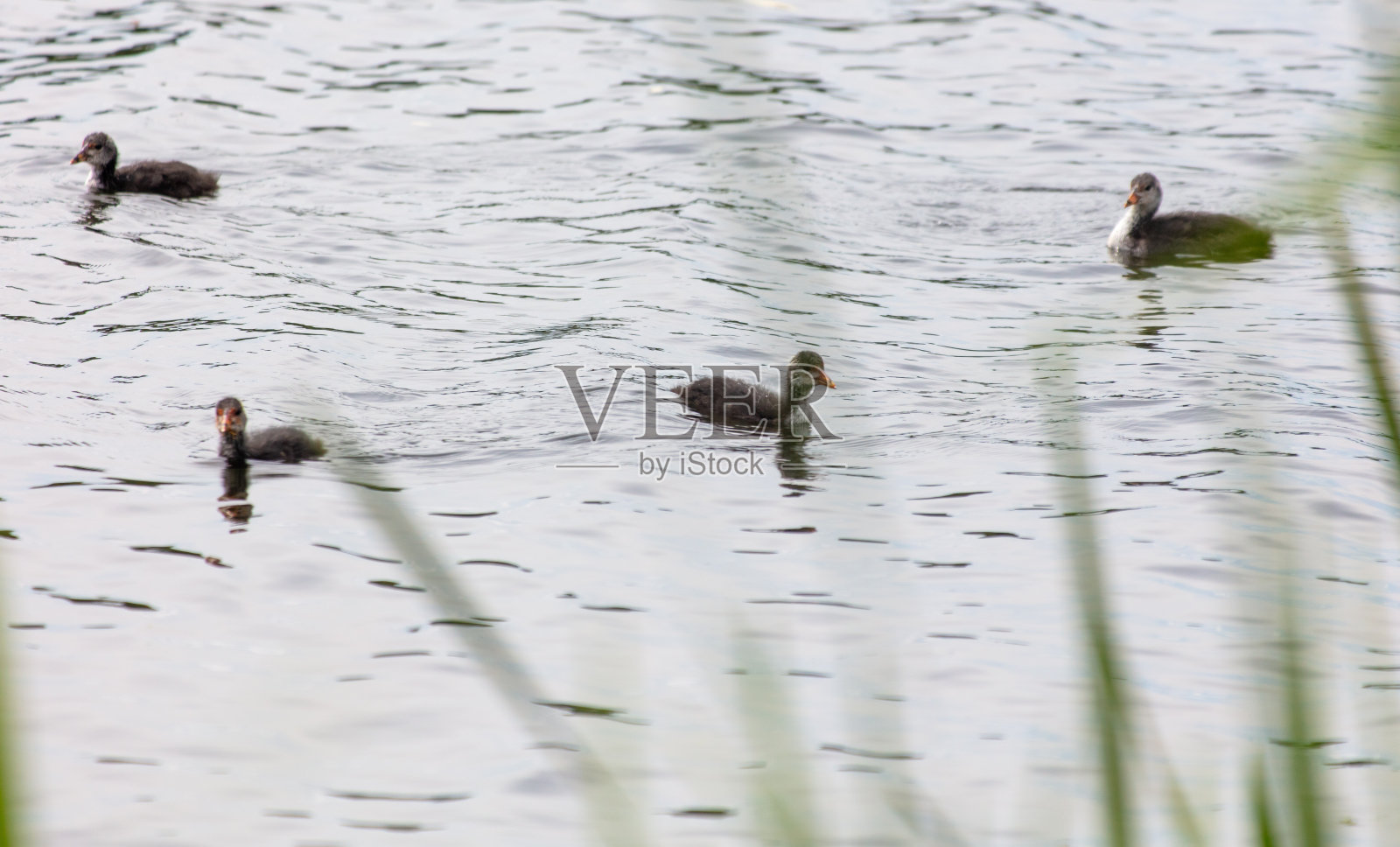 一群鸭子在湖上游泳照片摄影图片