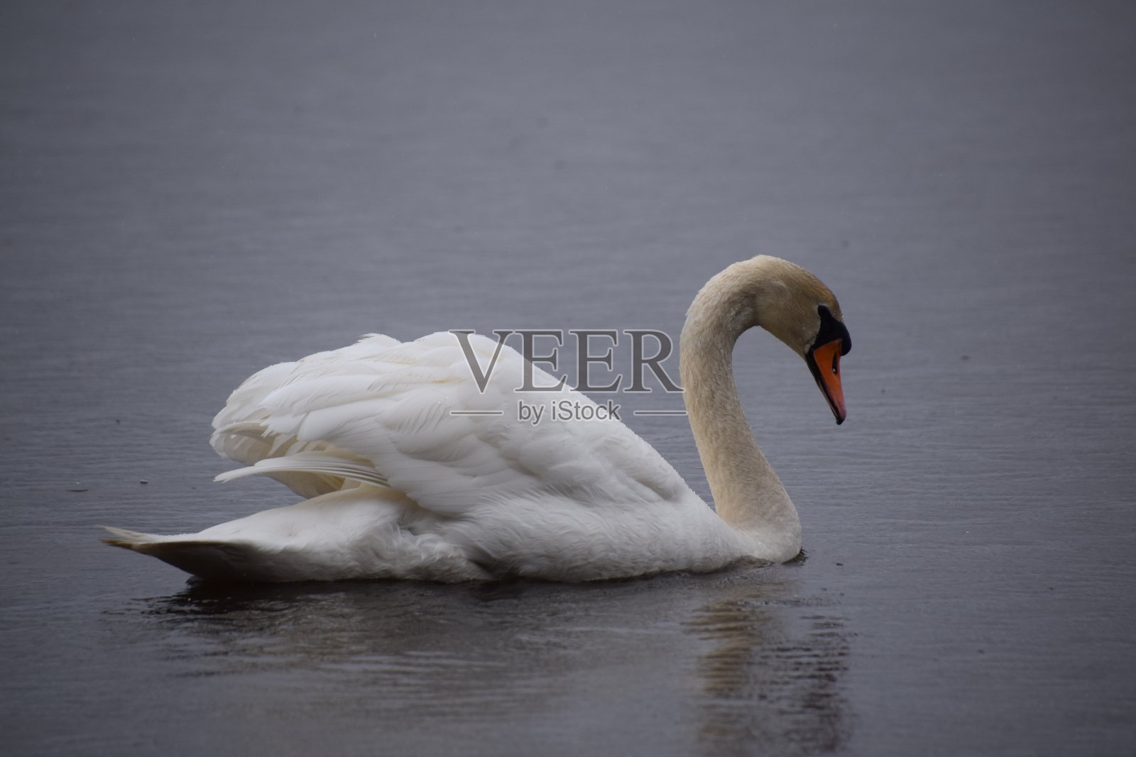 白天鹅照片摄影图片