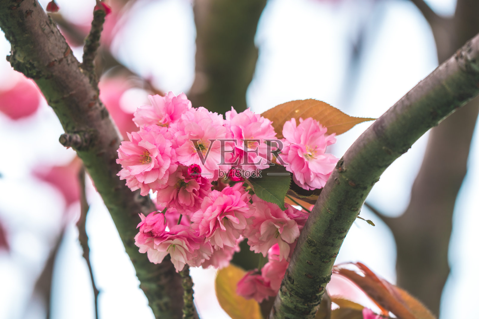 美丽的樱花在春天盛开照片摄影图片