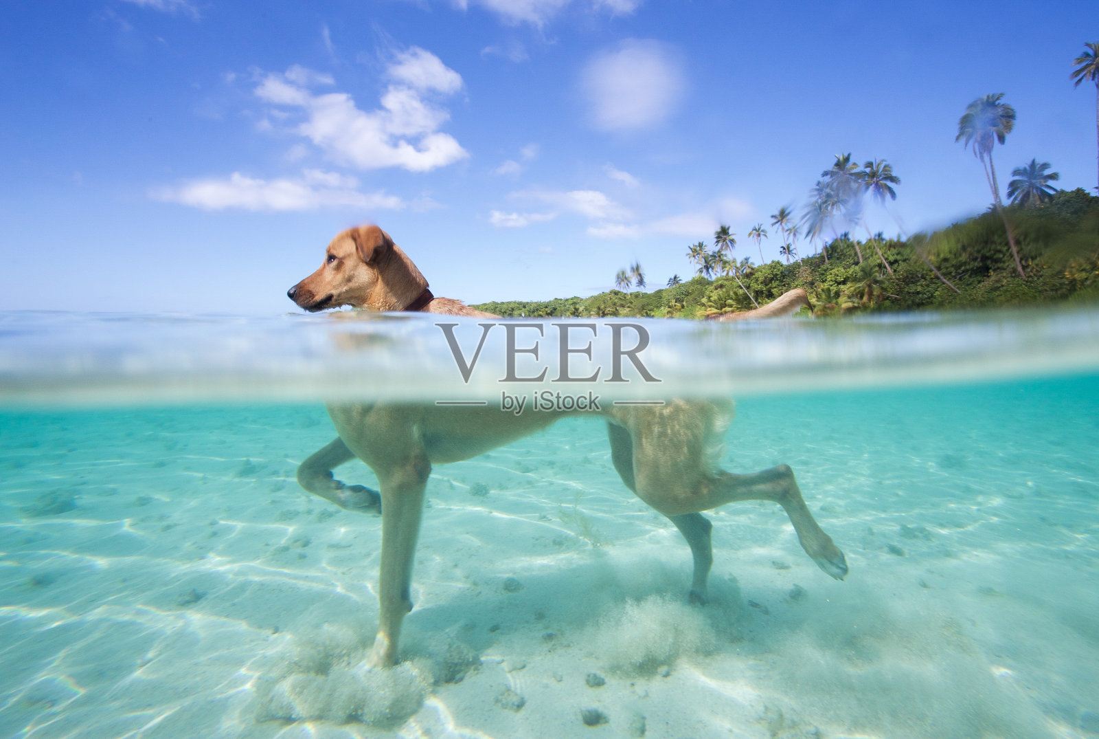 狗在海里游泳照片摄影图片