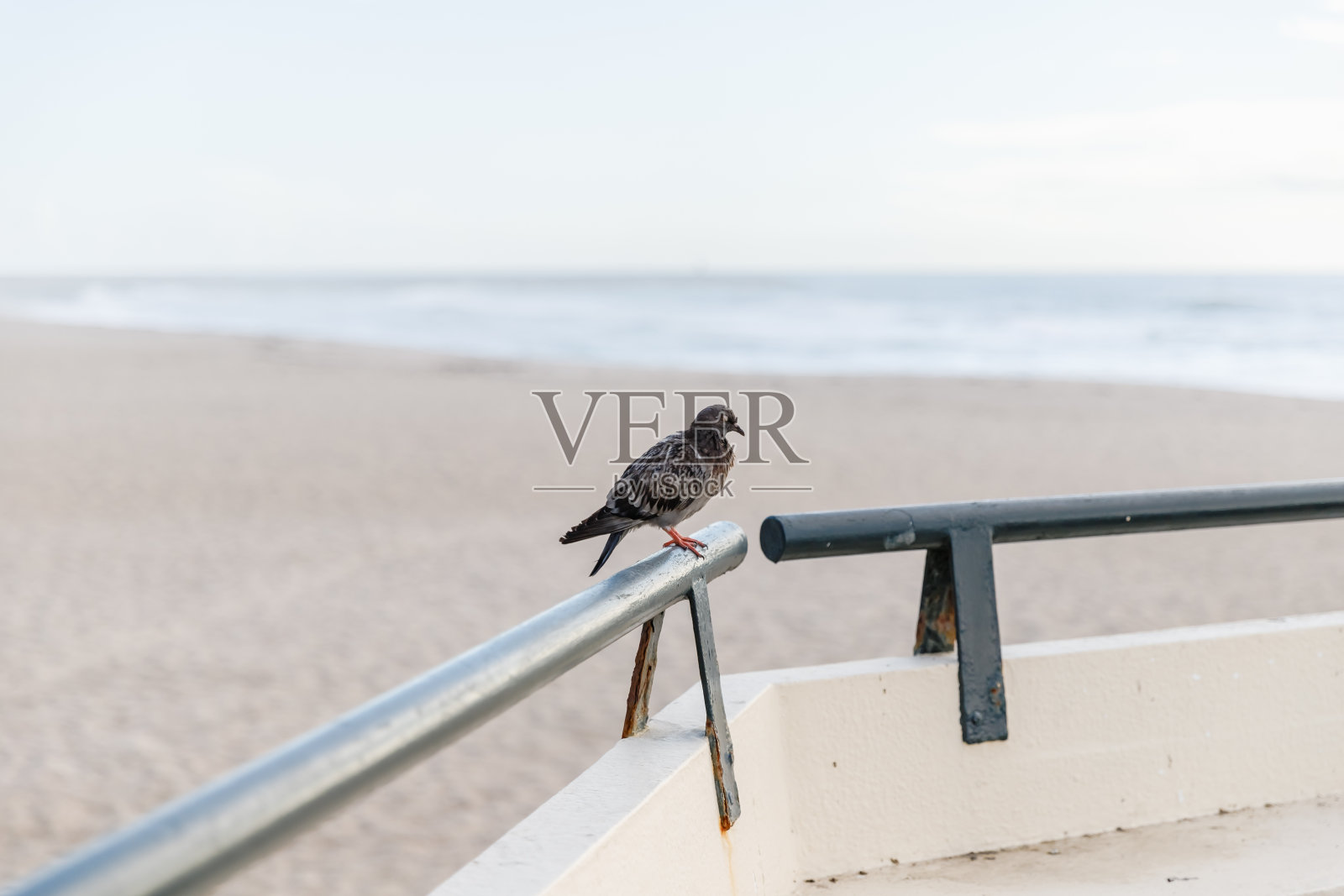 在葡萄牙Povoa de Varzim海滩上睡觉的鸽子照片摄影图片