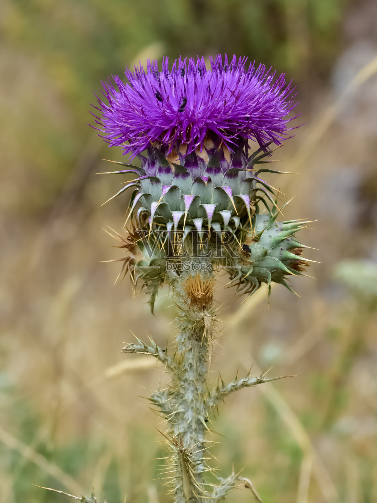 天然刺,紫色开花刺照照片摄影图片
