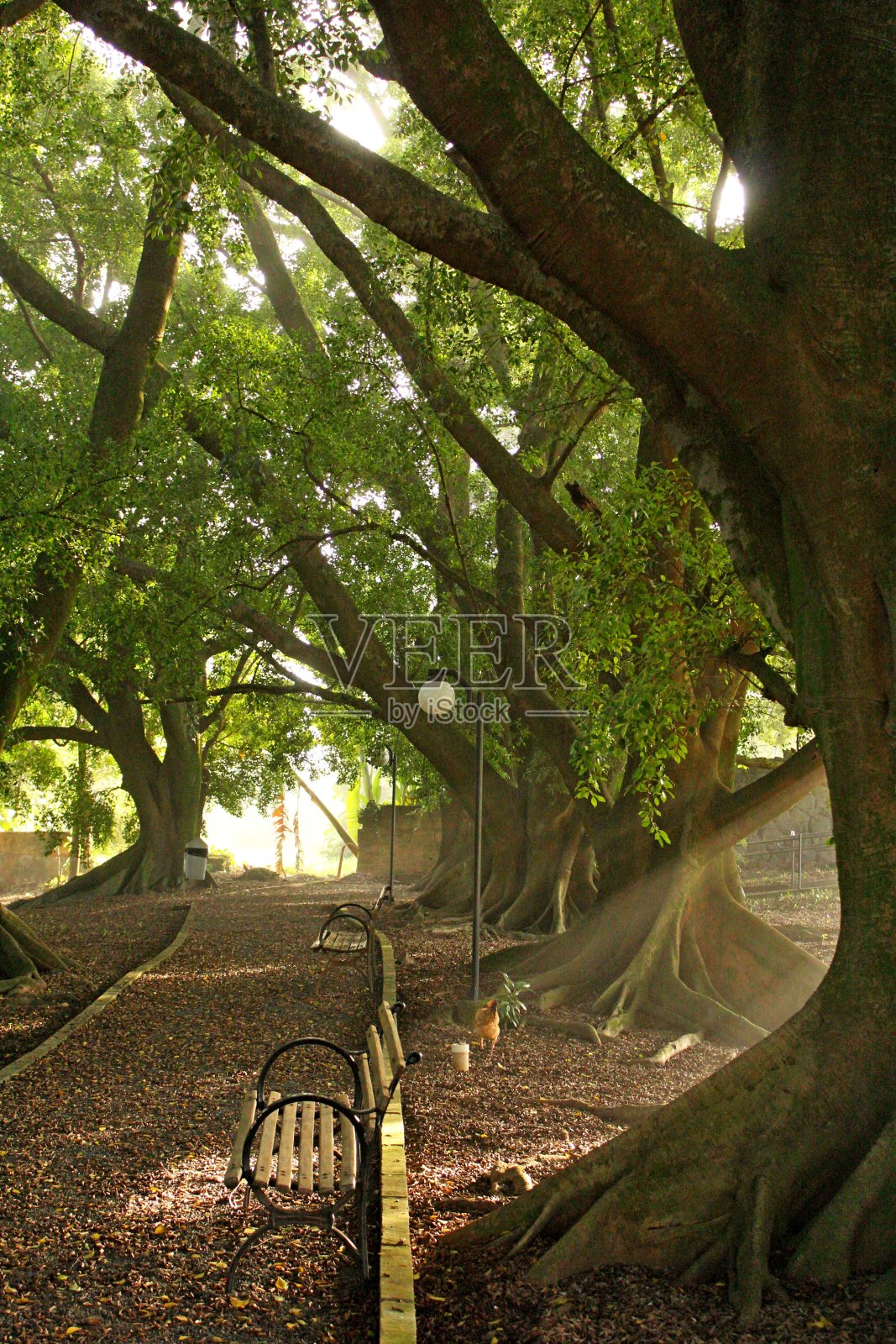 太阳在晨光中闪耀照片摄影图片