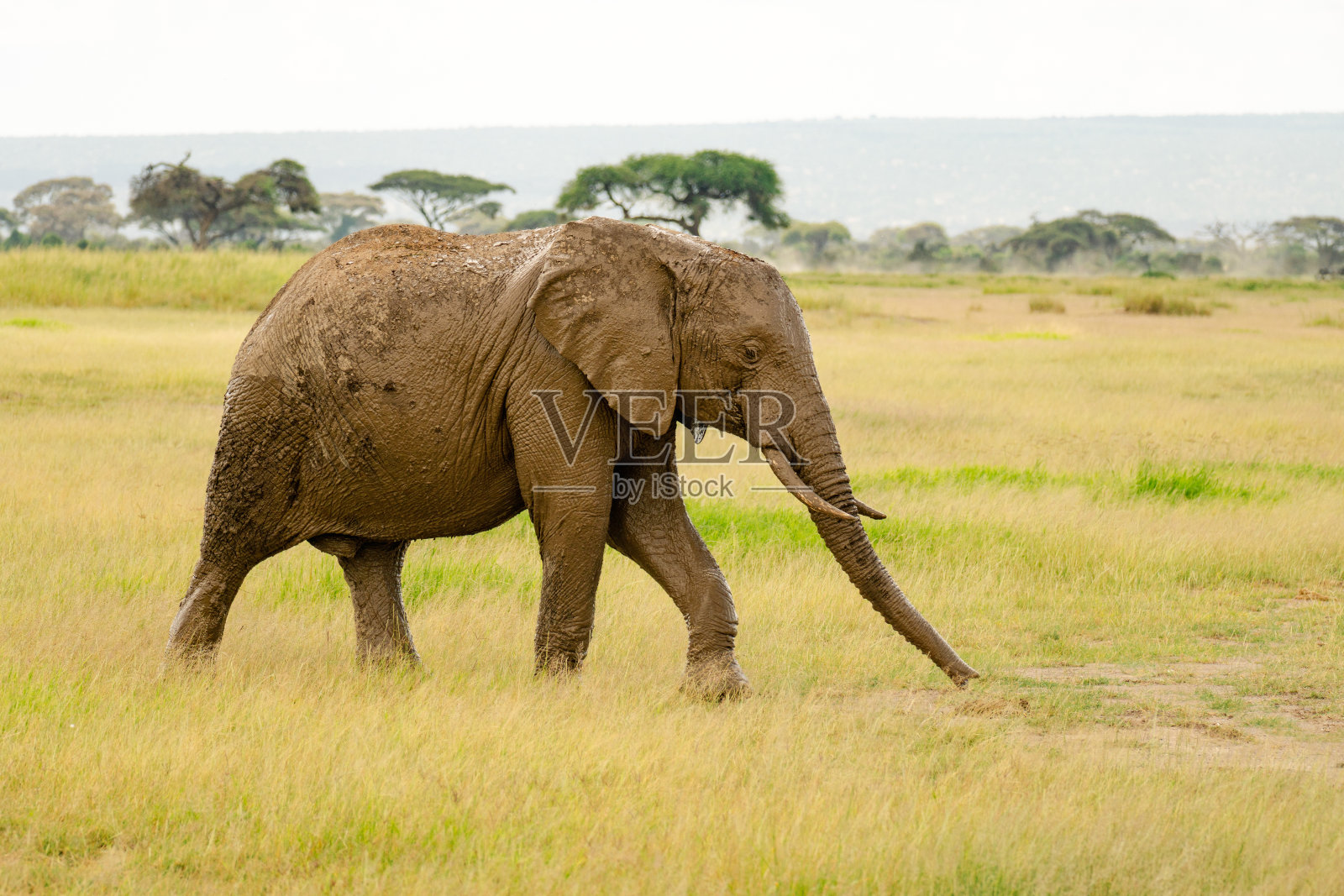 博茨瓦纳国家公园里,非洲象摇着鼻子在阳光下散步照片摄影图片