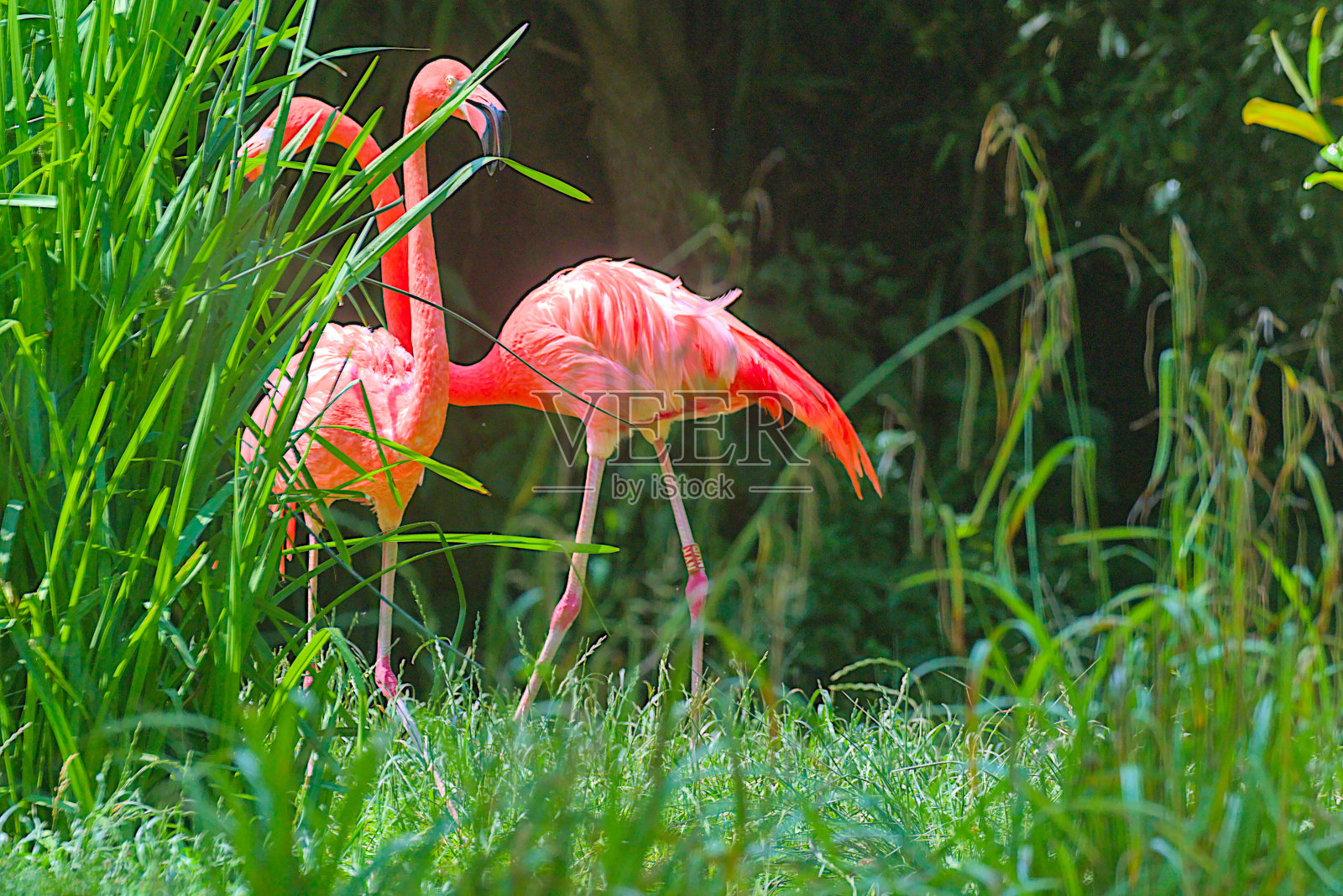粉红色的火烈鸟站在明亮的绿色背景上。照片摄影图片