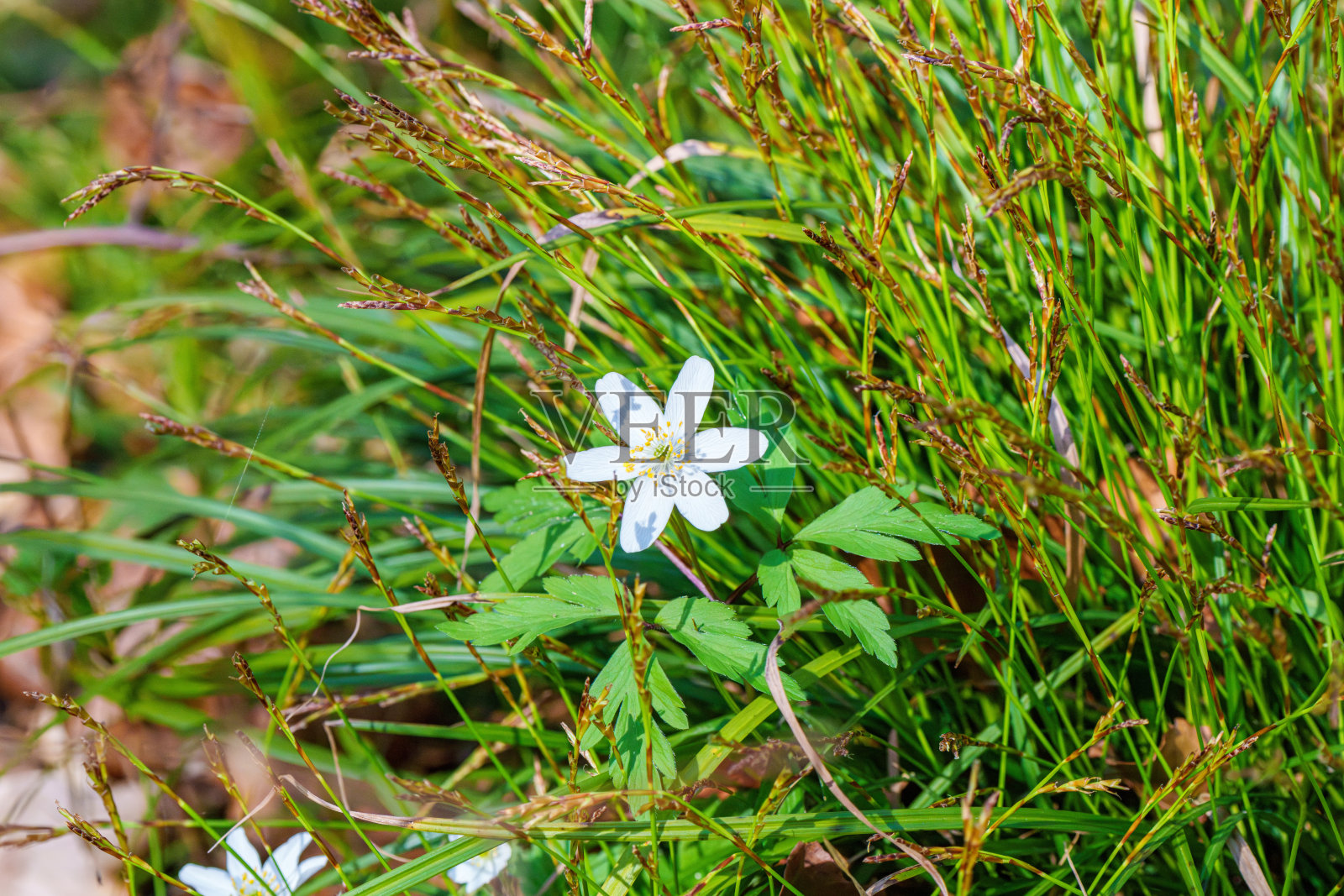 从草中开出的小白花,景观中的陆生植物照片摄影图片