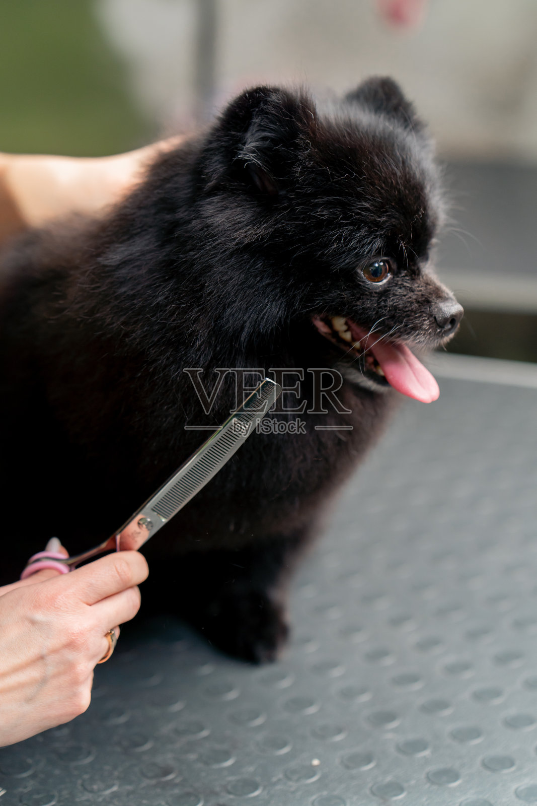 在一个美容沙龙里,理发师用梳子和剪刀给小狗修剪毛发照片摄影图片