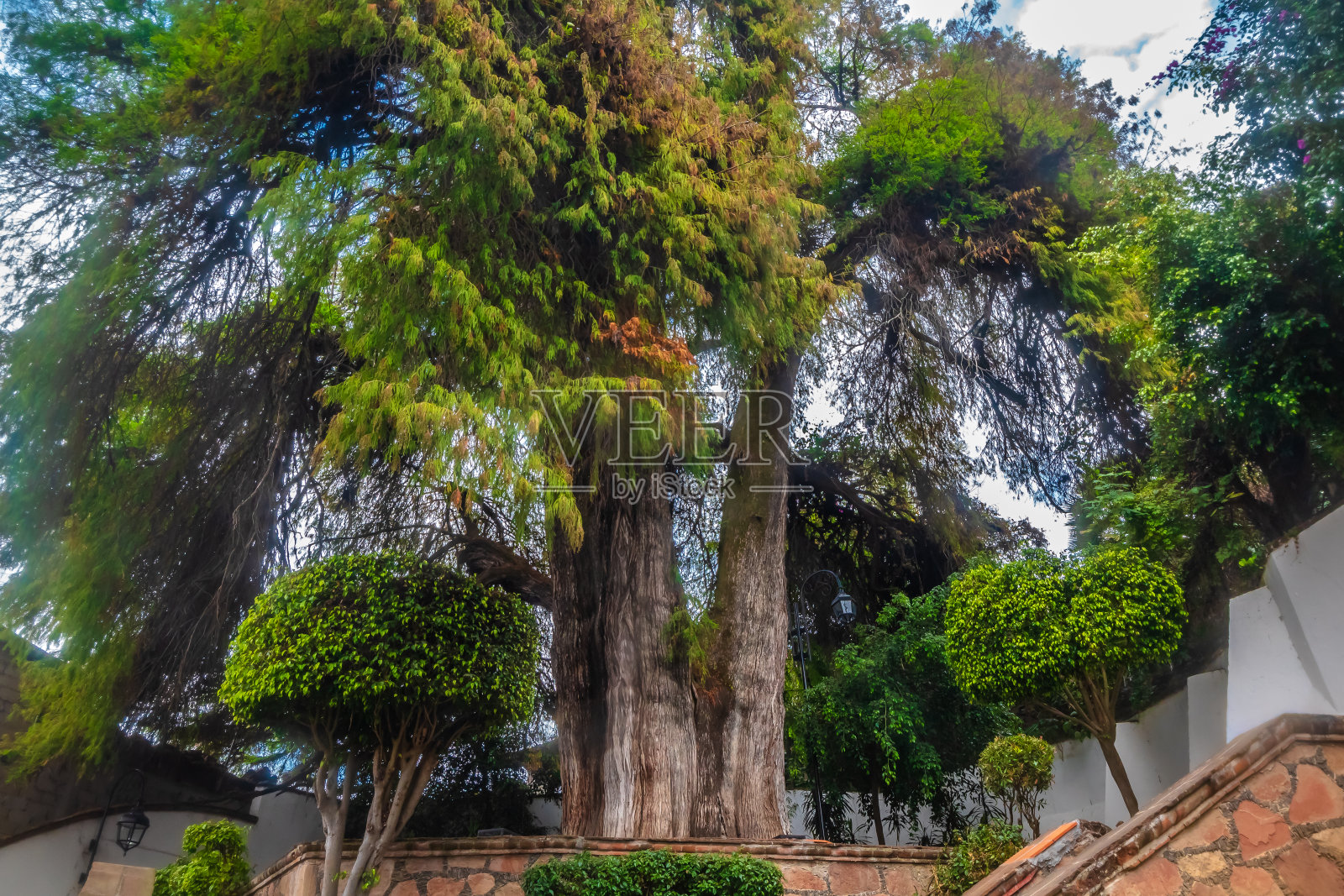 墨西哥布拉沃州的一个公园里有一棵巨大而古老的树照片摄影图片