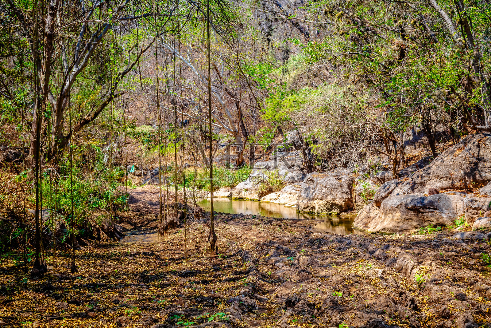 藤本植物或攀援植物在ahuehuetes,沼泽在帕米拉斯格雷罗照片摄影图片
