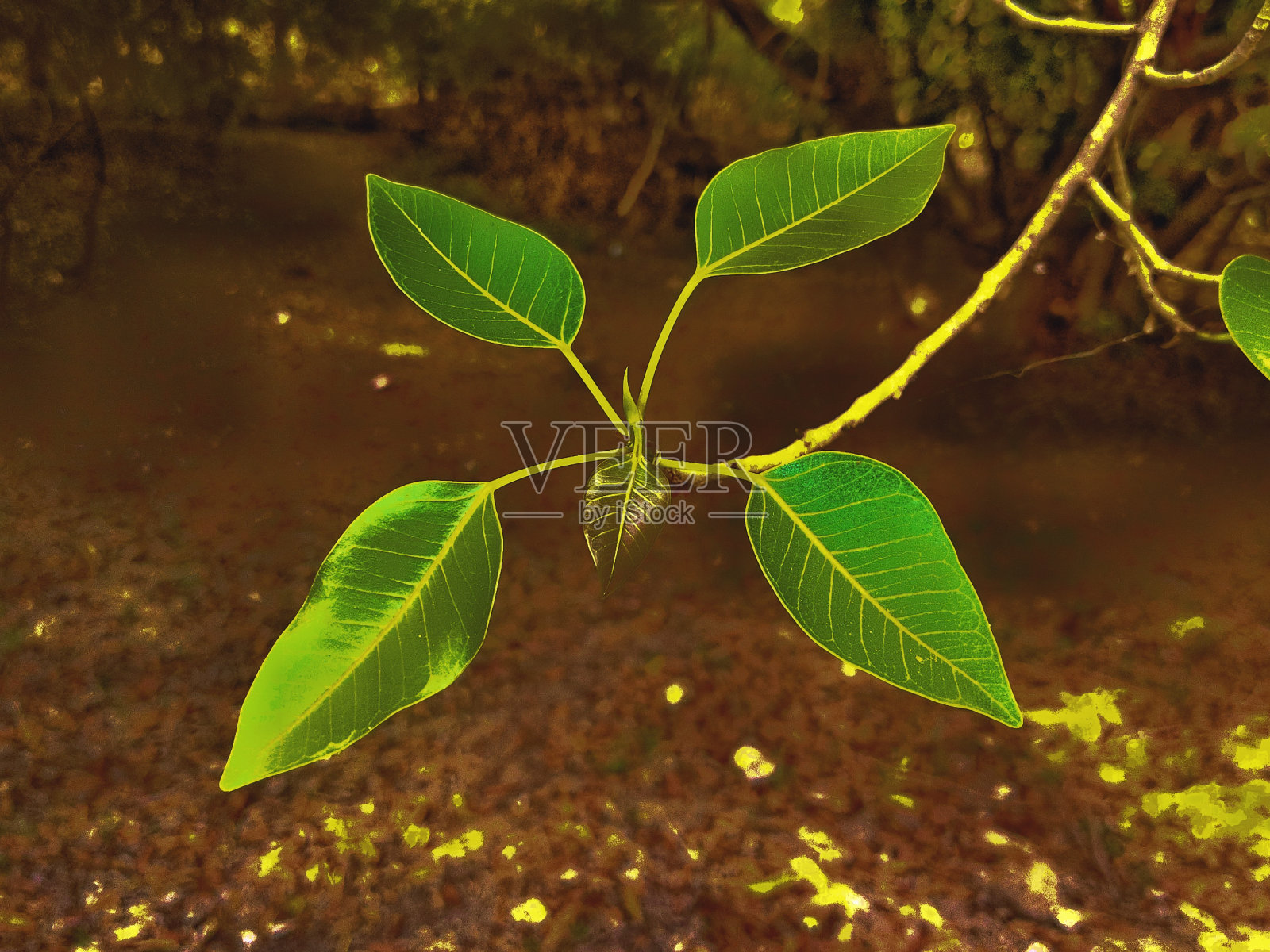 绿叶照片摄影图片