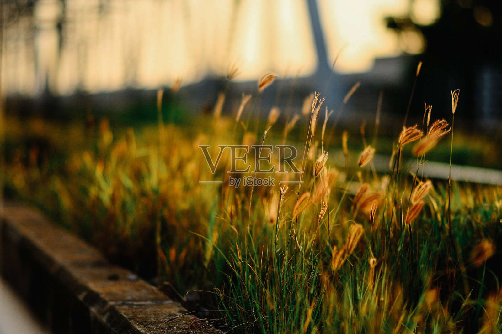 城市中的自然照片摄影图片