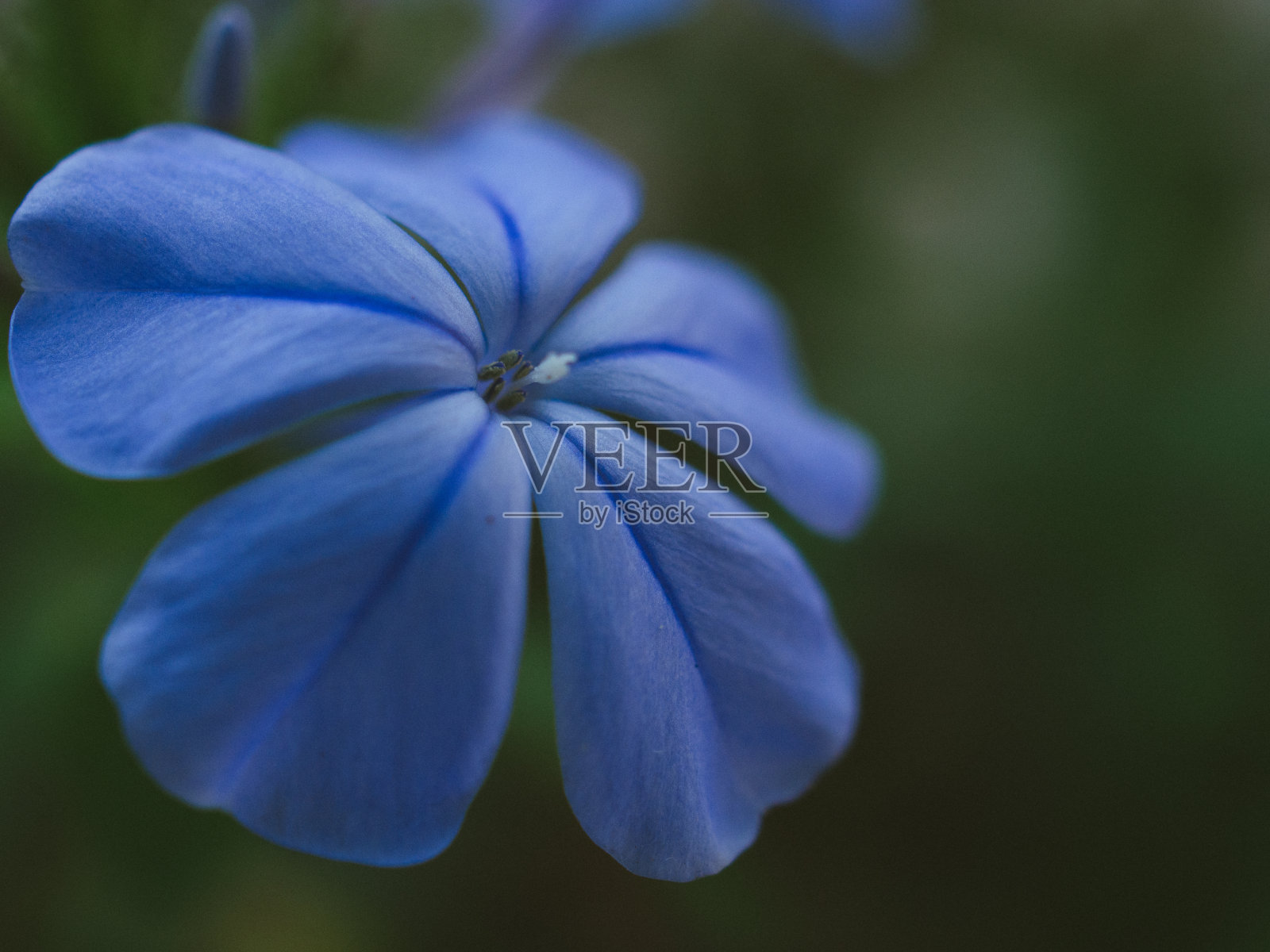 泰国紫罗兰照片摄影图片