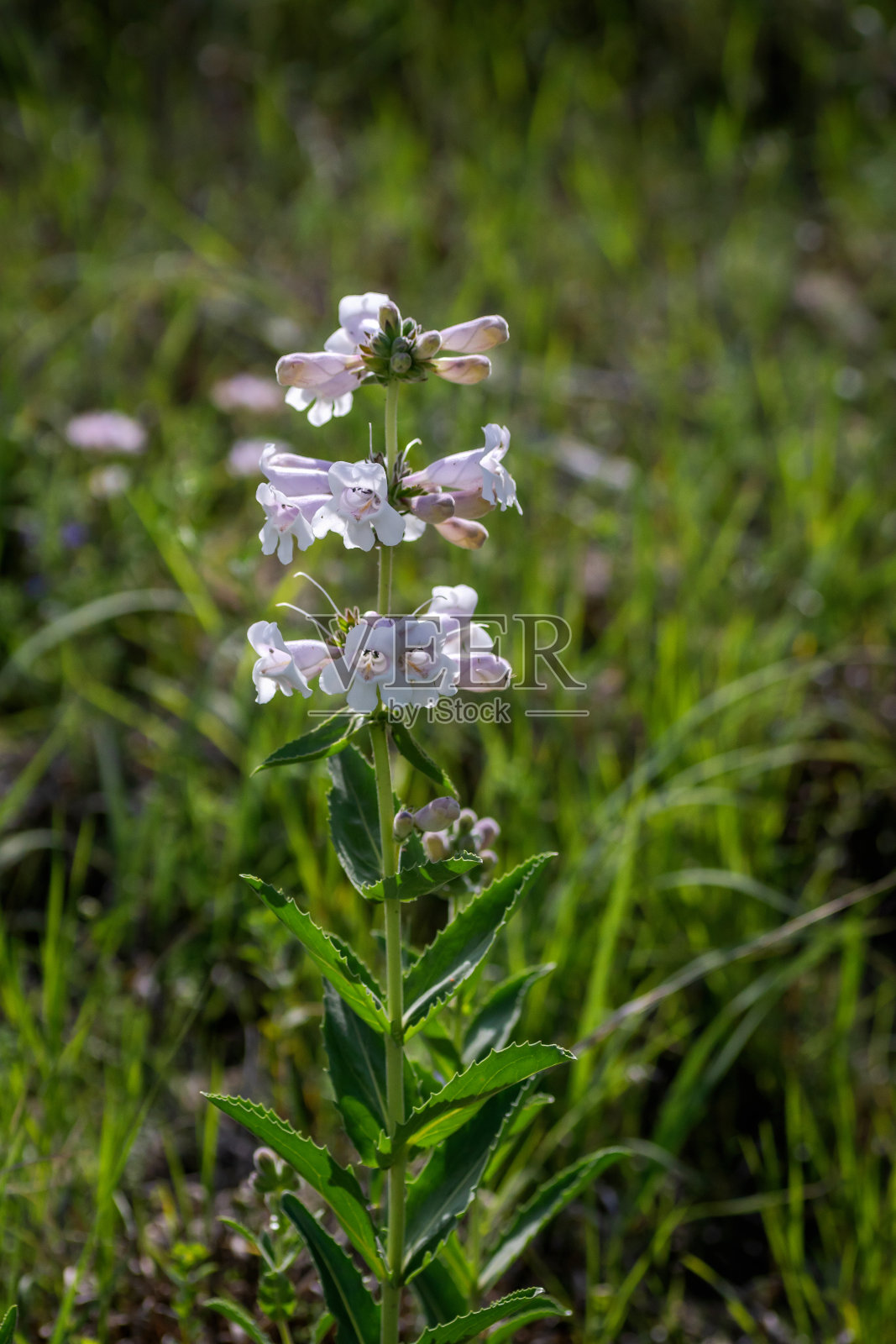 德州春天野花照片摄影图片