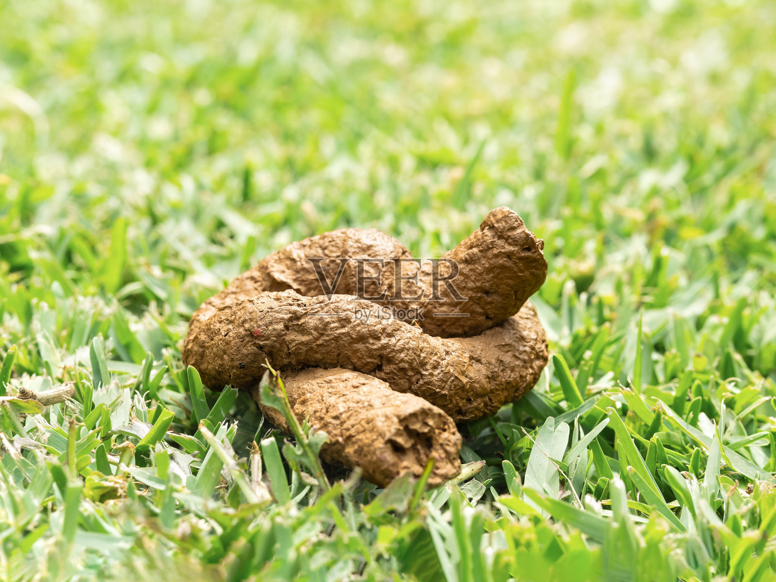 阳光下生机勃勃的绿草地上的狗屎照片摄影图片