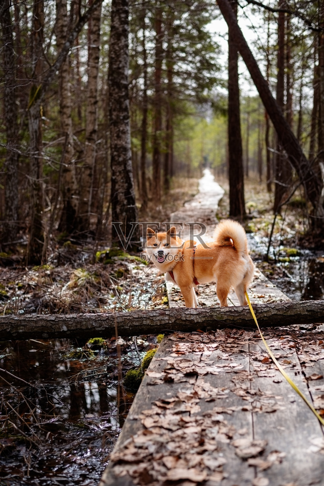 红色柴犬走在拉脱维亚沼泽上的一条木头小道上照片摄影图片
