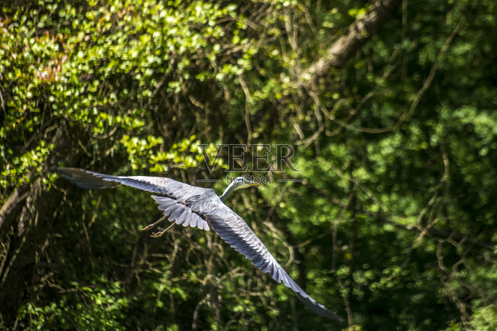 天空的威严:苍鹭在大自然的怀抱中飞翔照片摄影图片