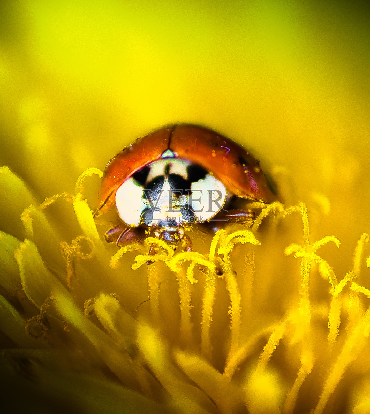 瓢虫。照片摄影图片