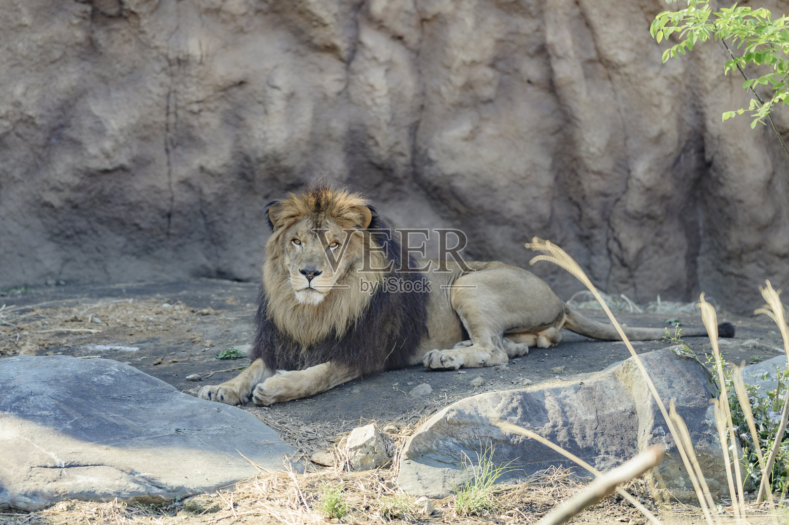 狮子照片摄影图片