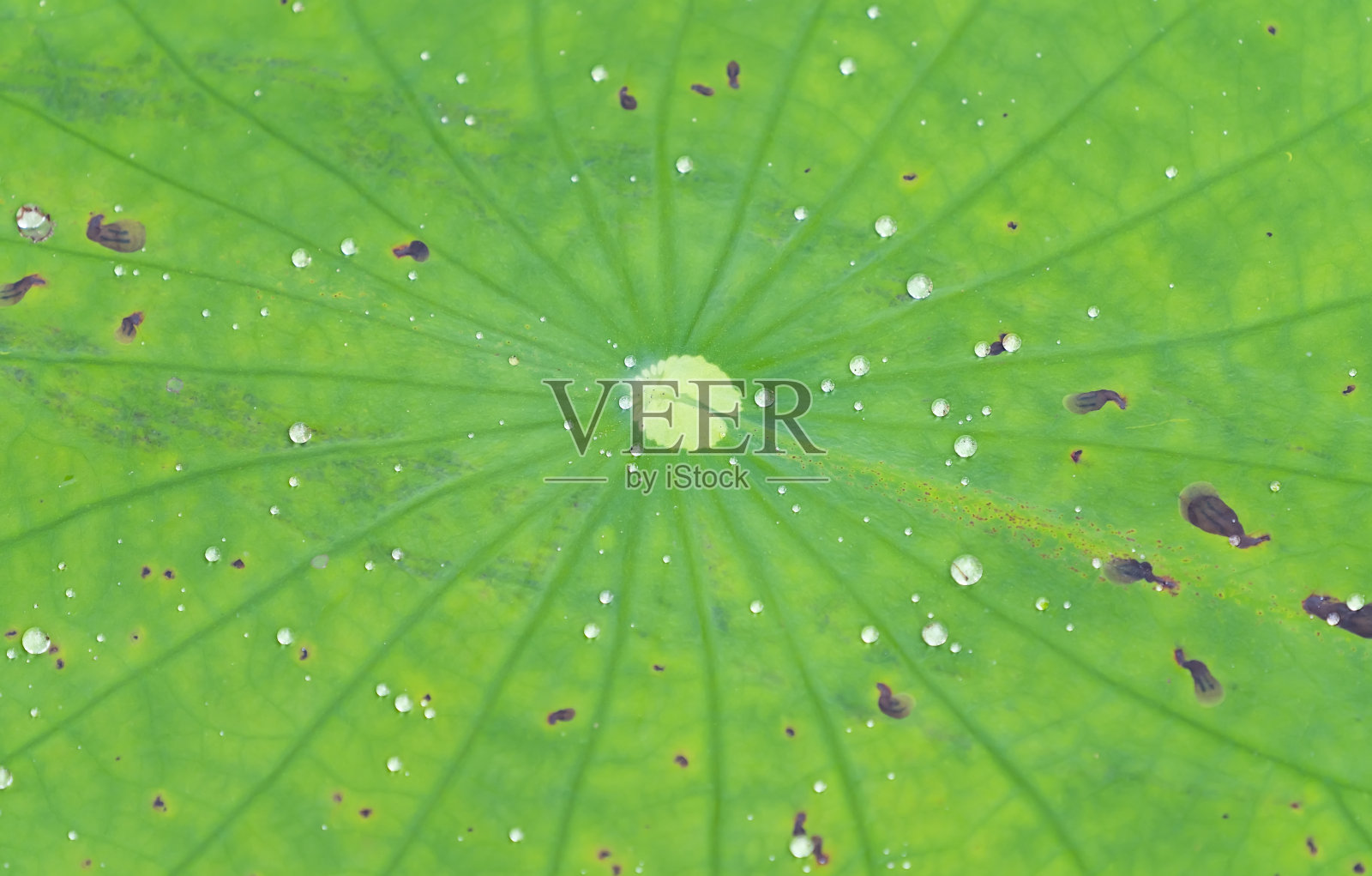 带有睡莲叶子的质感照片摄影图片