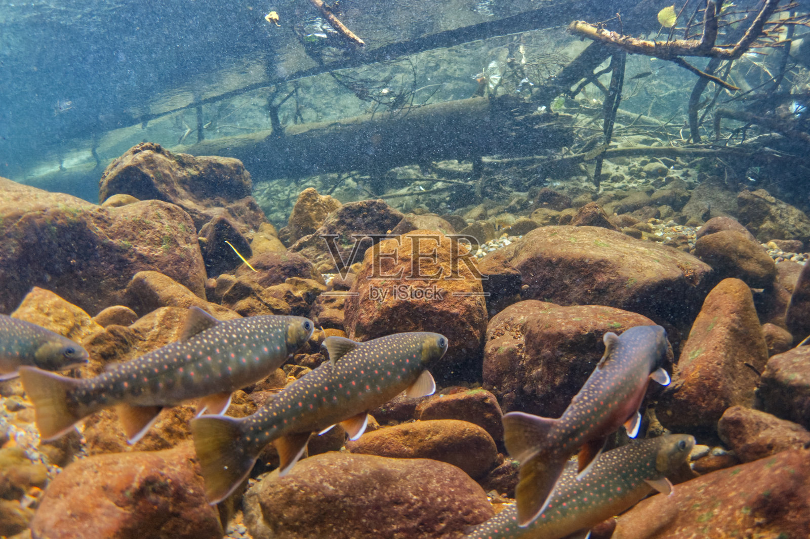 北海道石林别湖宫部陷阱的水下照片照片摄影图片