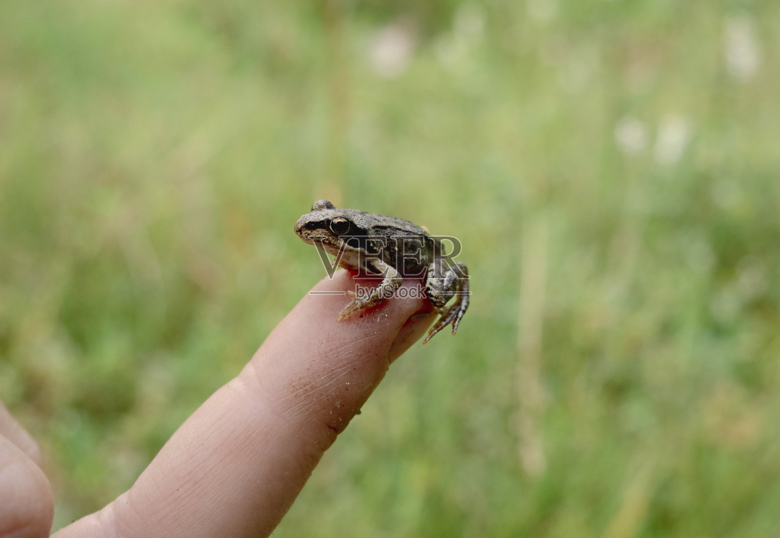 一只小青蛙在一个男人的手上。照片摄影图片
