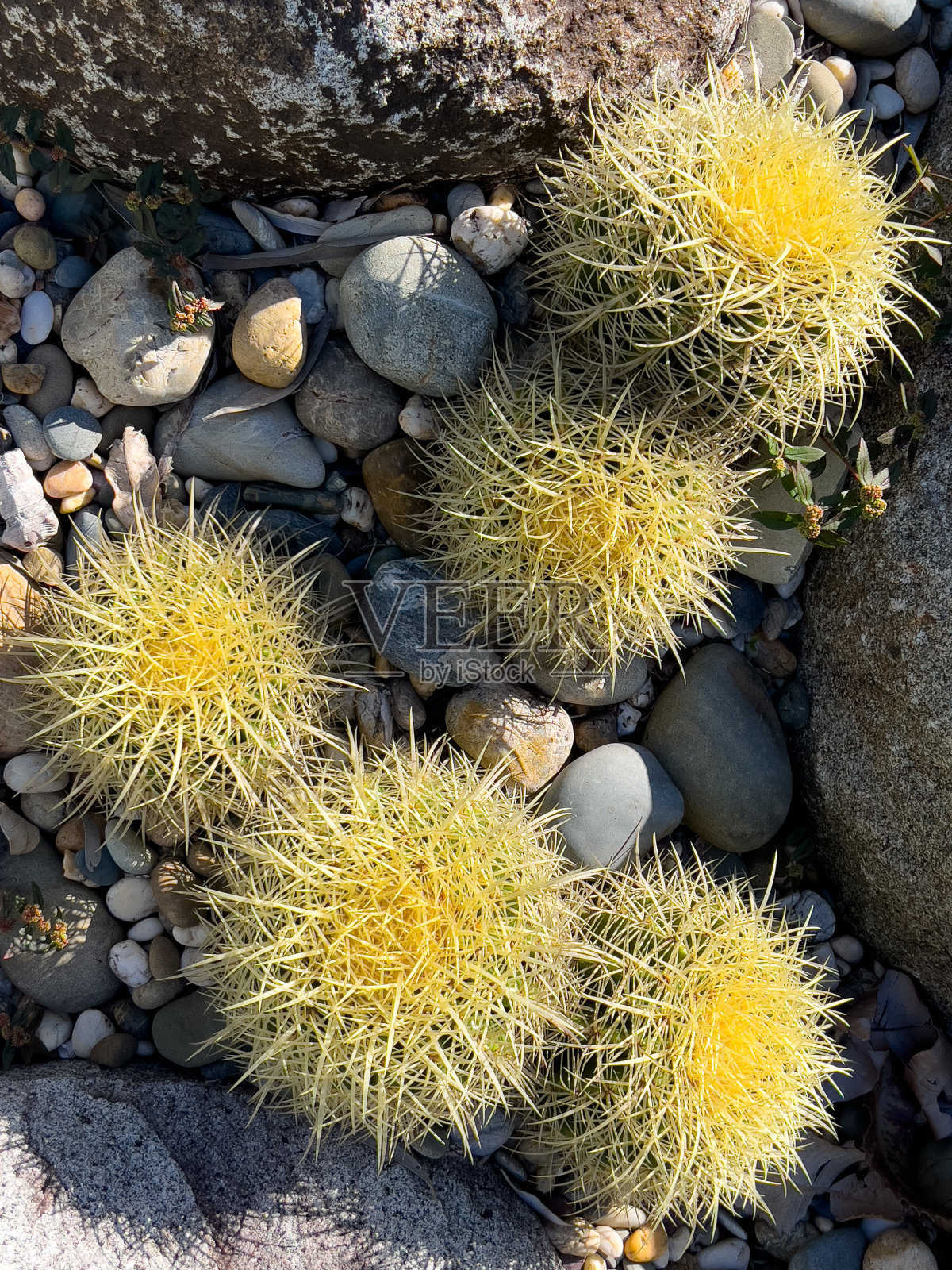 仙人掌花园照片摄影图片