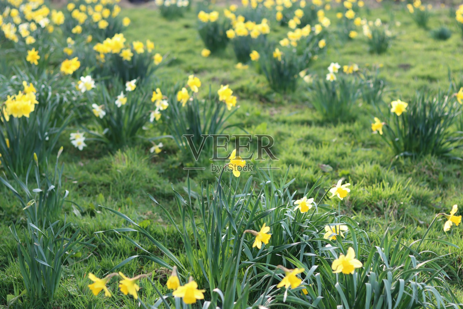 春日阳光下草地上的水仙花照片摄影图片