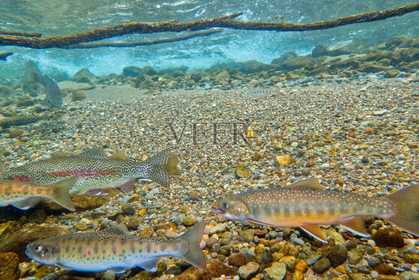 北海道石林别湖宫部陷阱的水下照片照片摄影图片