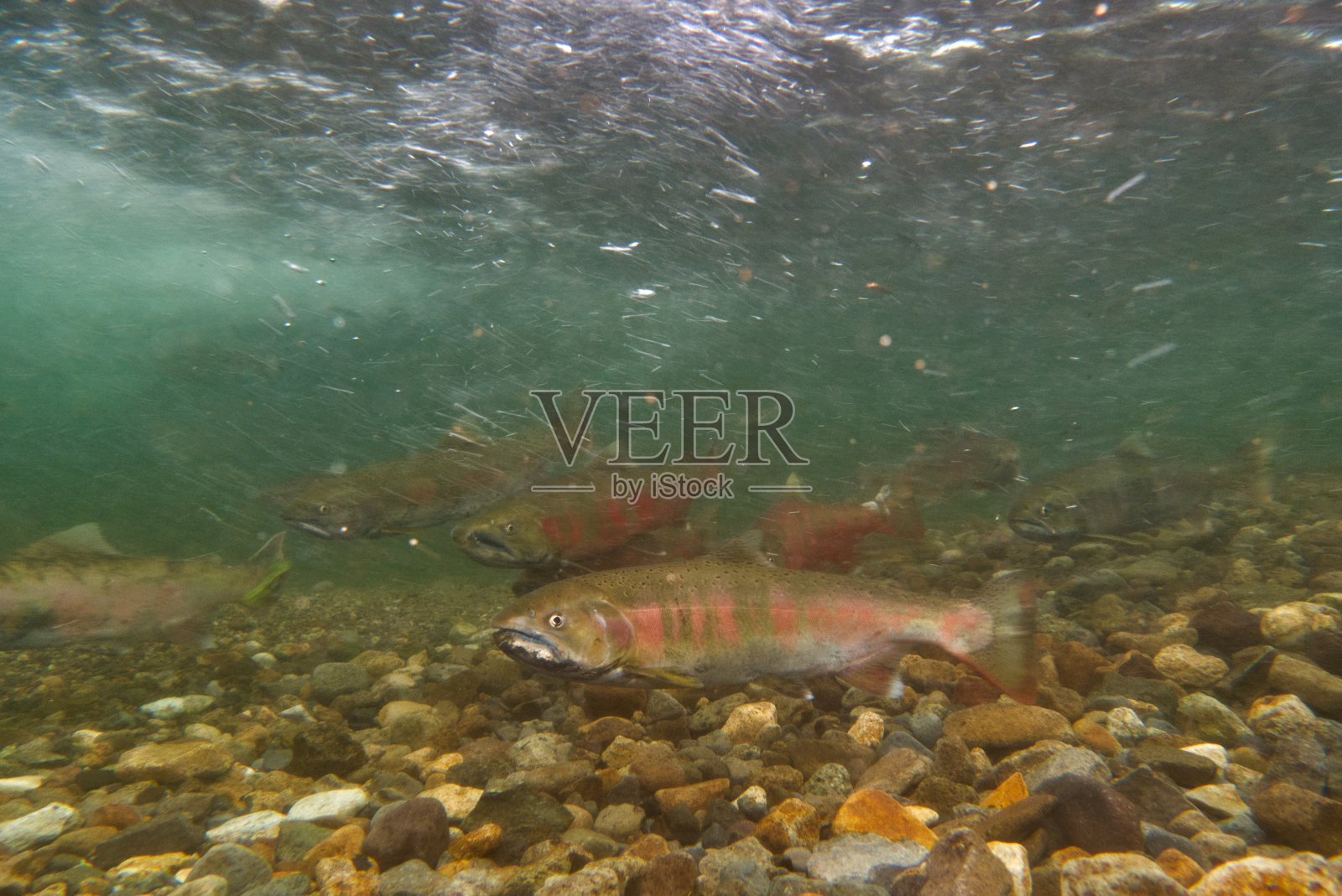 北海道中别镇的樱桃鲑鱼水下摄影照片摄影图片